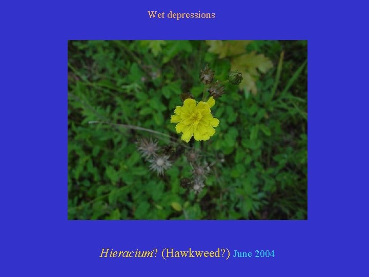 Wet depressions Hieracium? (Hawkweed? ) June 2004 