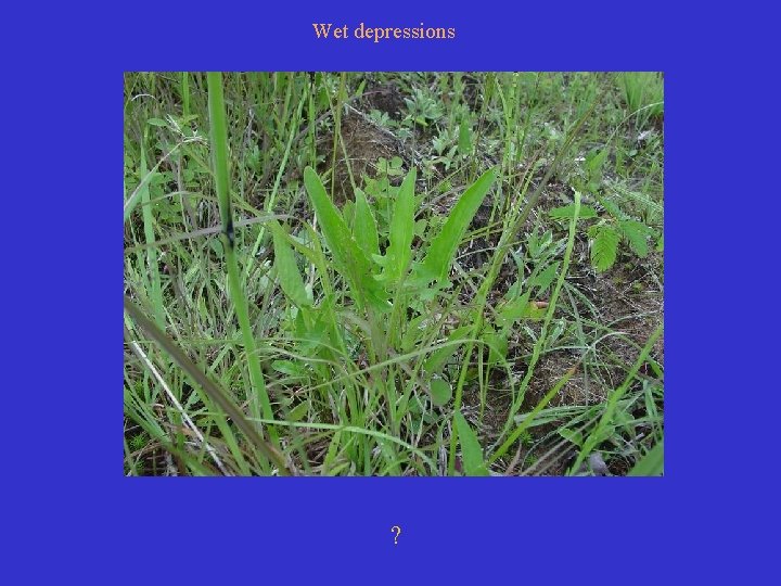 Wet depressions ? 