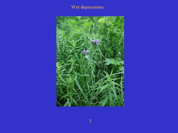 Wet depressions ? 