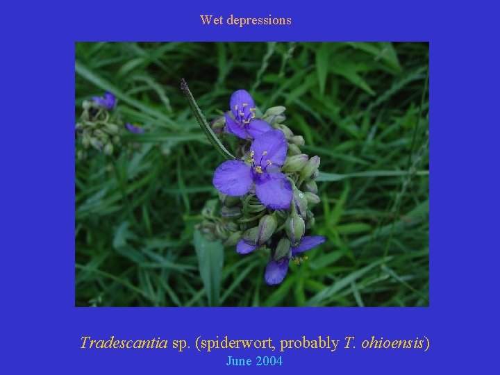 Wet depressions Tradescantia sp. (spiderwort, probably T. ohioensis) June 2004 