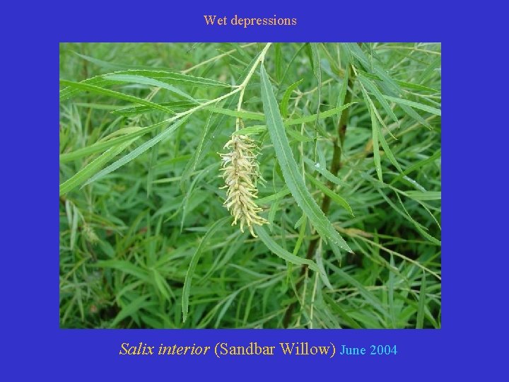 Wet depressions Salix interior (Sandbar Willow) June 2004 