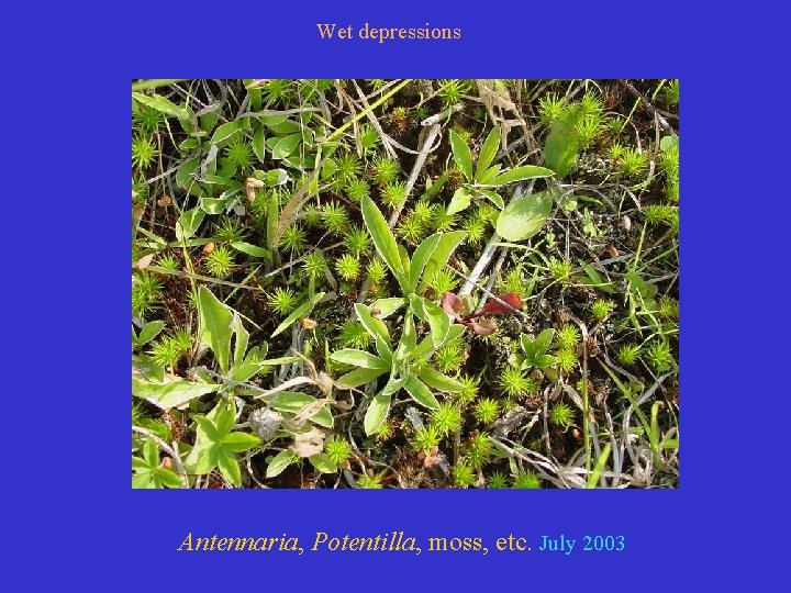 Wet depressions Antennaria, Potentilla, moss, etc. July 2003 