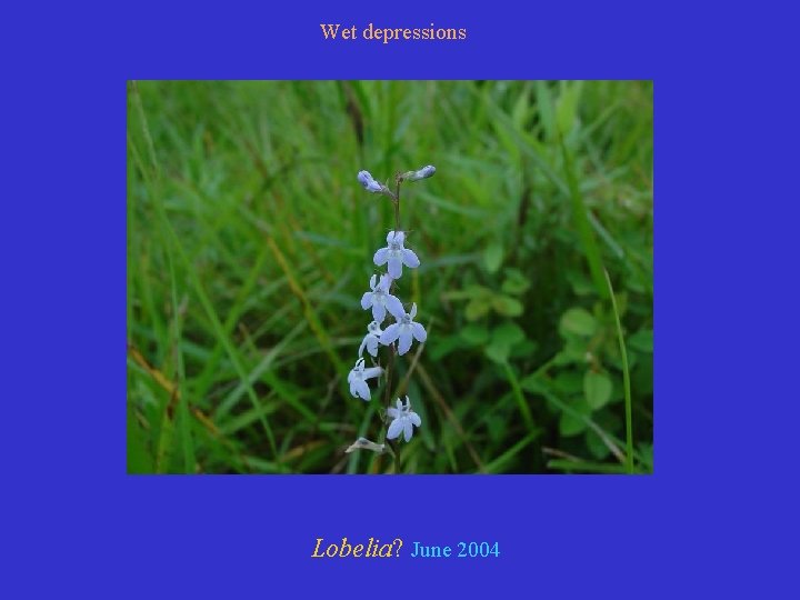 Wet depressions Lobelia? June 2004 