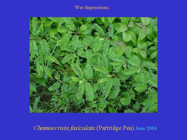 Wet depressions Chamaecrista fasiculata (Partridge Pea) June 2004 