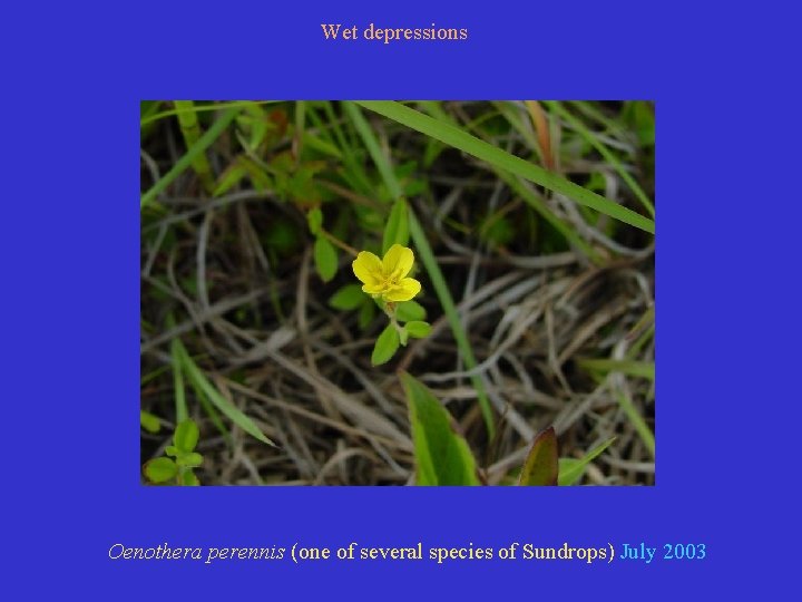 Wet depressions Oenothera perennis (one of several species of Sundrops) July 2003 