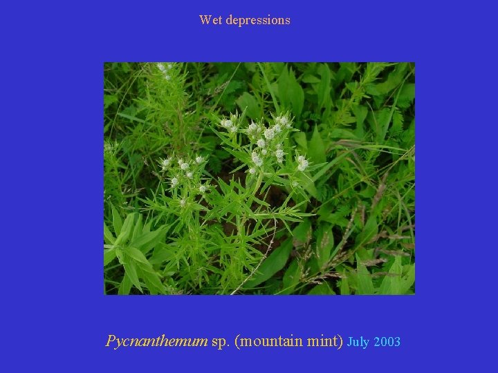 Wet depressions Pycnanthemum sp. (mountain mint) July 2003 