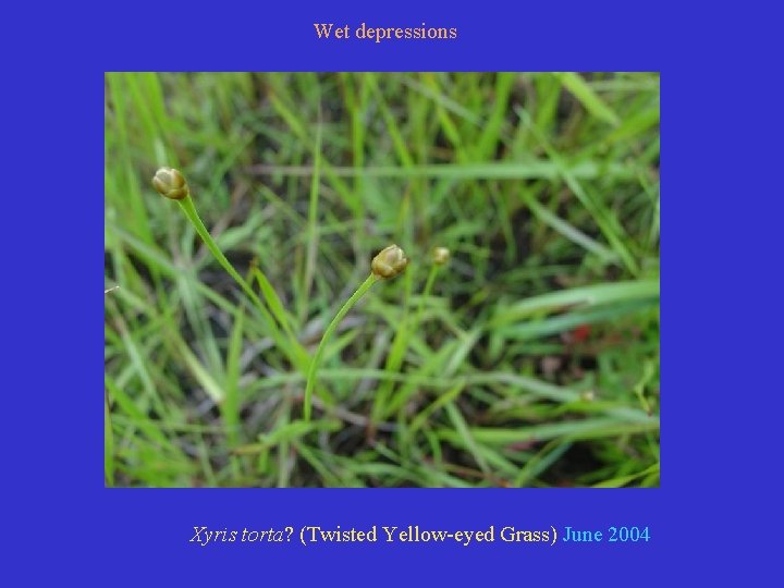 Wet depressions Xyris torta? (Twisted Yellow-eyed Grass) June 2004 