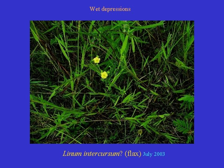 Wet depressions Linum intercursum? (flax) July 2003 