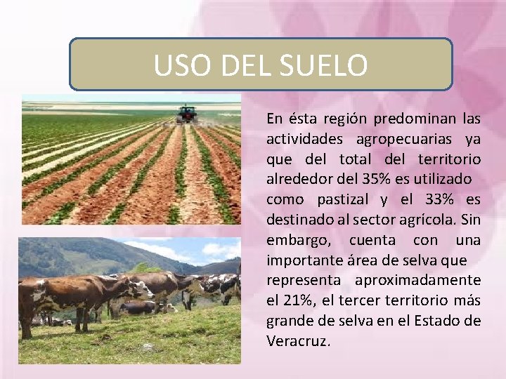 USO DEL SUELO En ésta región predominan las actividades agropecuarias ya que del total