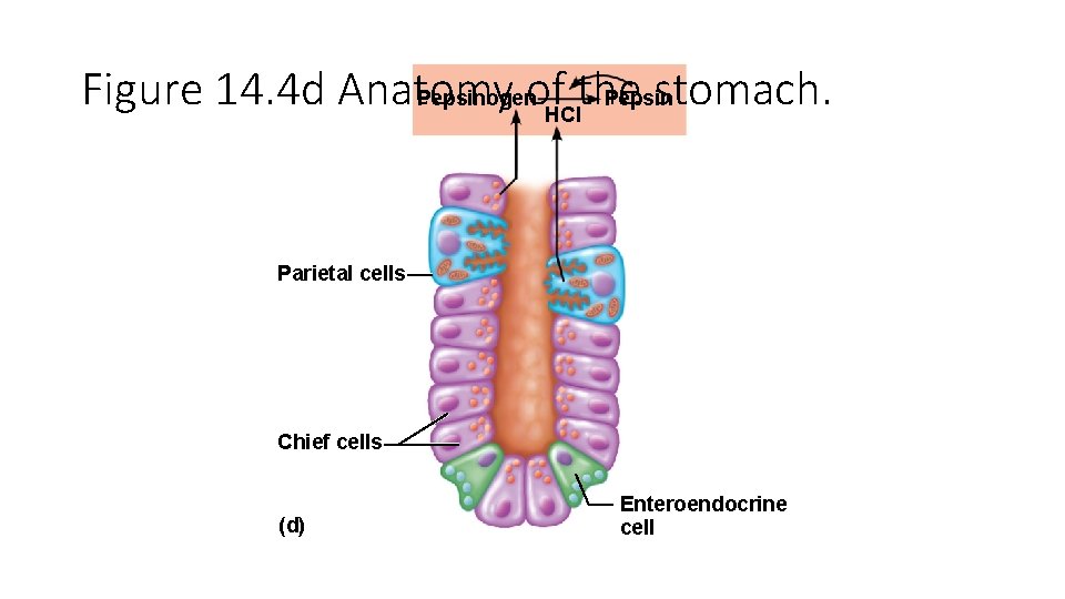 Figure 14. 4 d Anatomy of. HClthe stomach. Pepsinogen Pepsin Parietal cells Chief cells