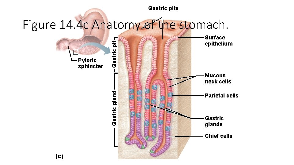 Gastric pits Pyloric sphincter Gastric pit Figure 14. 4 c Anatomy of the stomach.