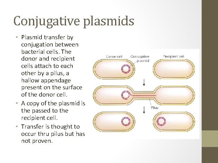 Conjugative plasmids • Plasmid transfer by conjugation between bacterial cells. The donor and recipient