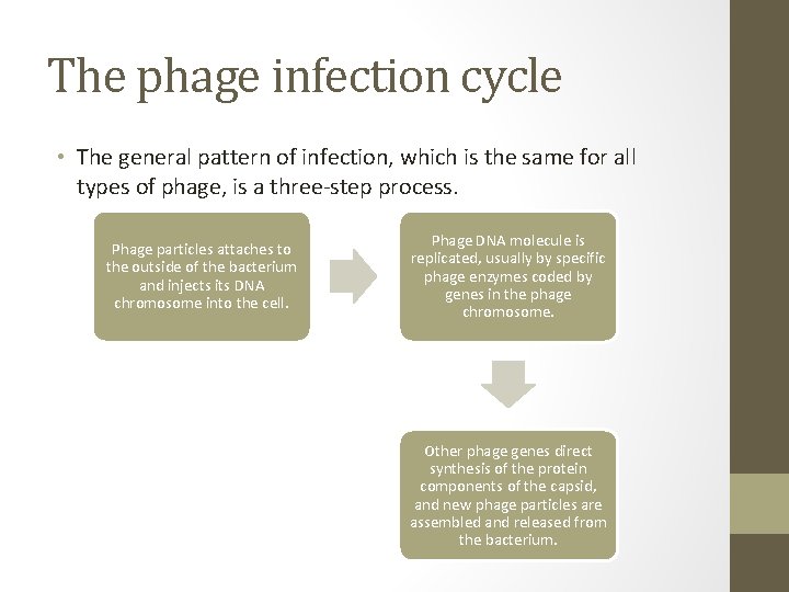 The phage infection cycle • The general pattern of infection, which is the same