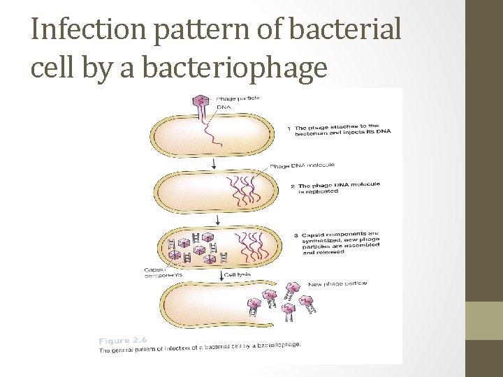 Infection pattern of bacterial cell by a bacteriophage 