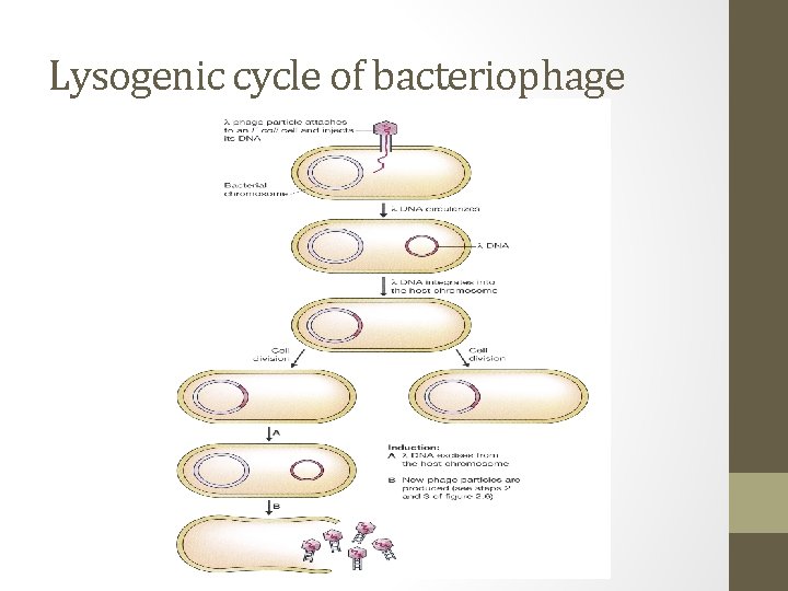 Lysogenic cycle of bacteriophage 
