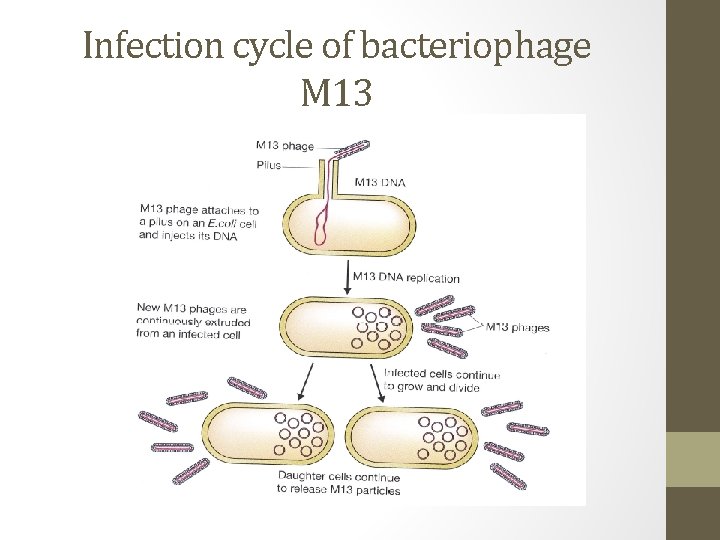 Infection cycle of bacteriophage M 13 