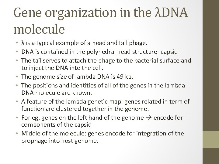 Gene organization in the λDNA molecule • λ is a typical example of a