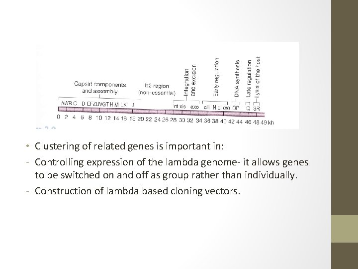  • Clustering of related genes is important in: - Controlling expression of the