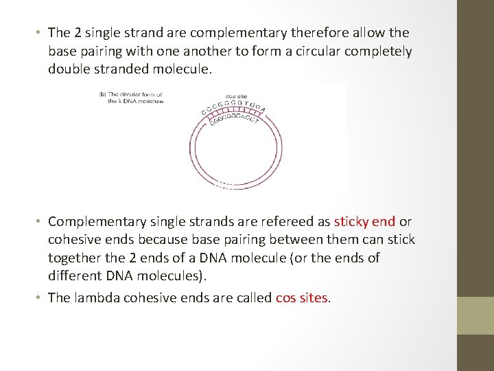  • The 2 single strand are complementary therefore allow the base pairing with