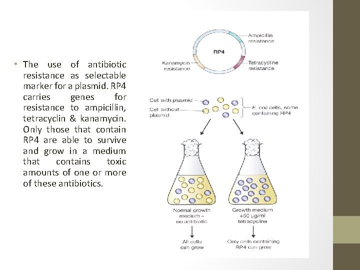  • The use of antibiotic resistance as selectable marker for a plasmid. RP