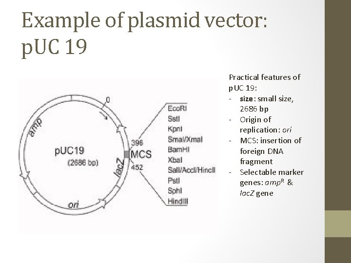 Example of plasmid vector: p. UC 19 Practical features of p. UC 19: -