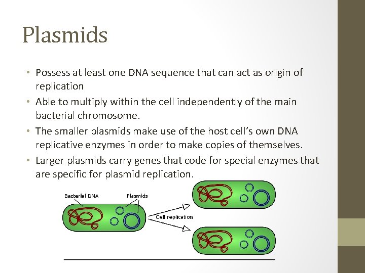 Plasmids • Possess at least one DNA sequence that can act as origin of