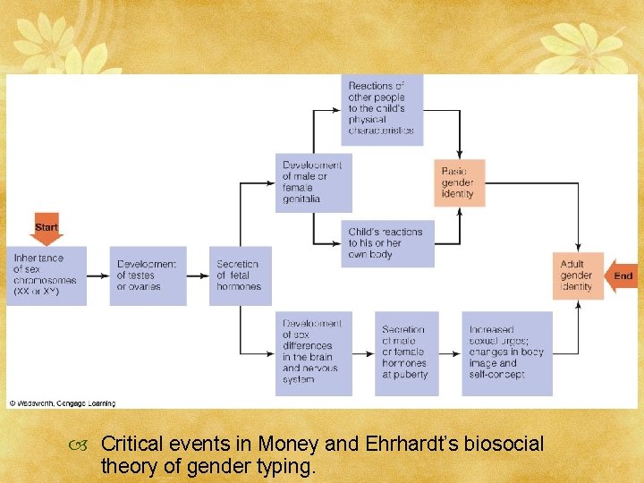  Critical events in Money and Ehrhardt’s biosocial theory of gender typing. 