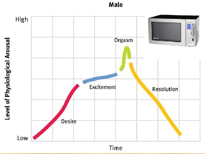 Sexual Response Cycle Excitement Plateau Orgasm Resolution Refractory period (men) 