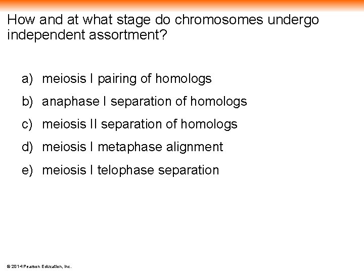 How and at what stage do chromosomes undergo independent assortment? a) meiosis I pairing