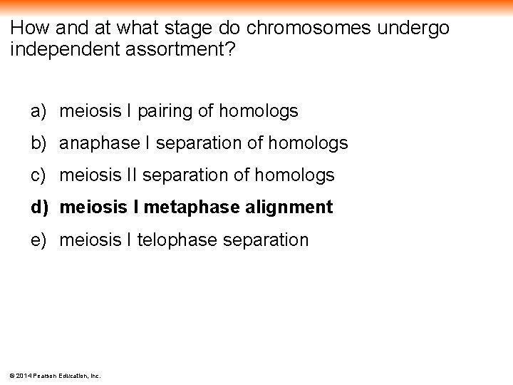 How and at what stage do chromosomes undergo independent assortment? a) meiosis I pairing