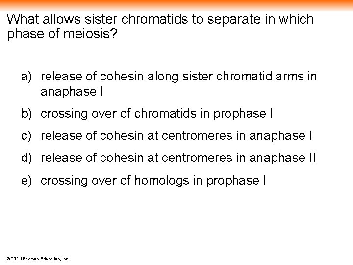 What allows sister chromatids to separate in which phase of meiosis? a) release of