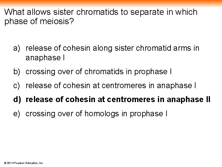 What allows sister chromatids to separate in which phase of meiosis? a) release of