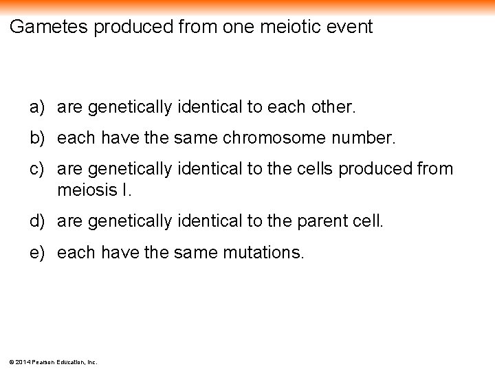 Gametes produced from one meiotic event a) are genetically identical to each other. b)