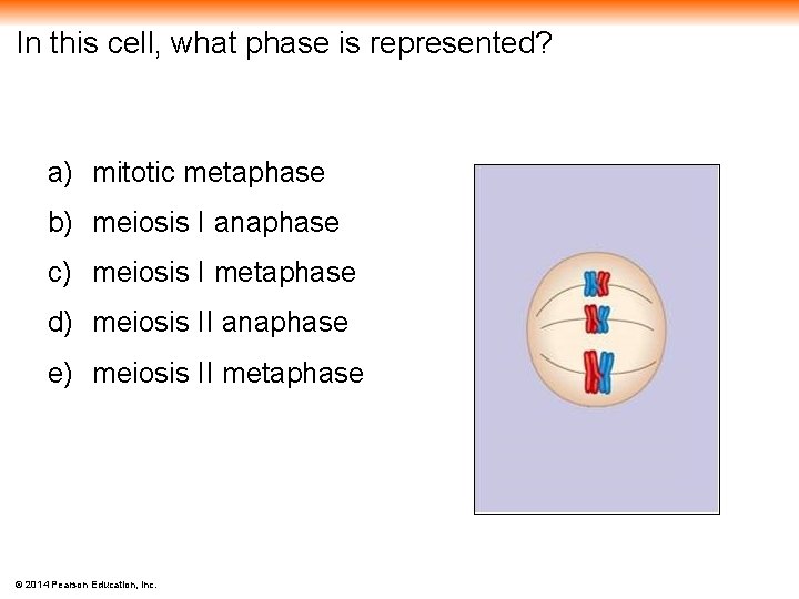 In this cell, what phase is represented? a) mitotic metaphase b) meiosis I anaphase
