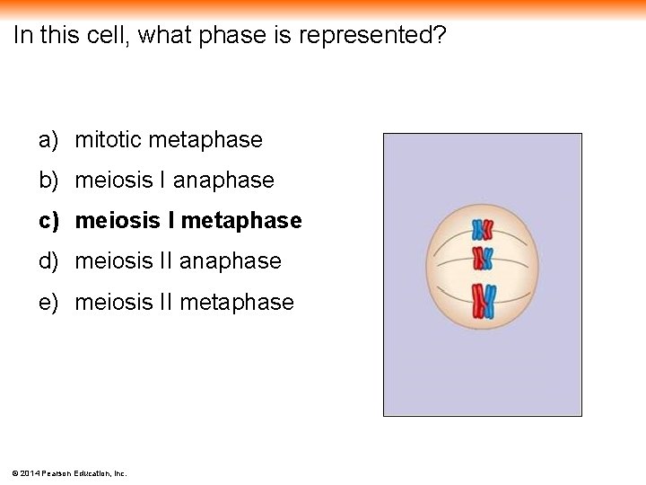 In this cell, what phase is represented? a) mitotic metaphase b) meiosis I anaphase