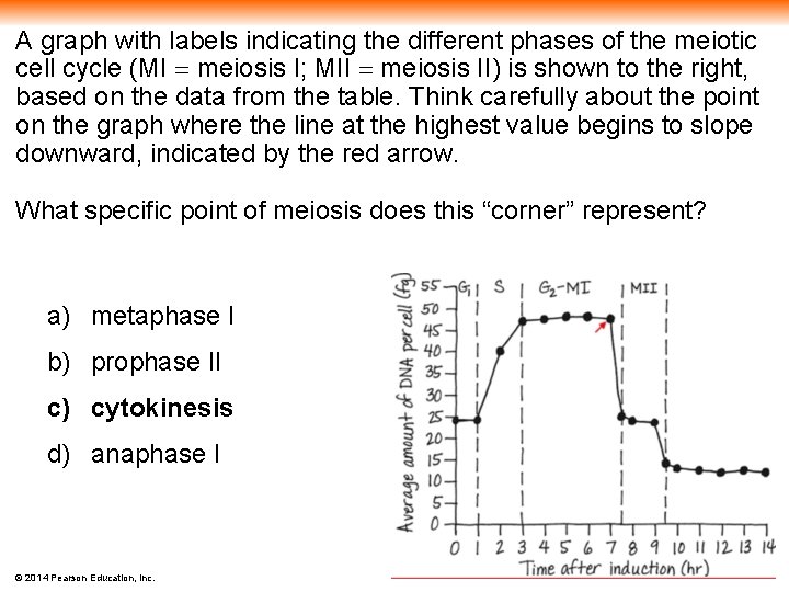 A graph with labels indicating the different phases of the meiotic cell cycle (MI