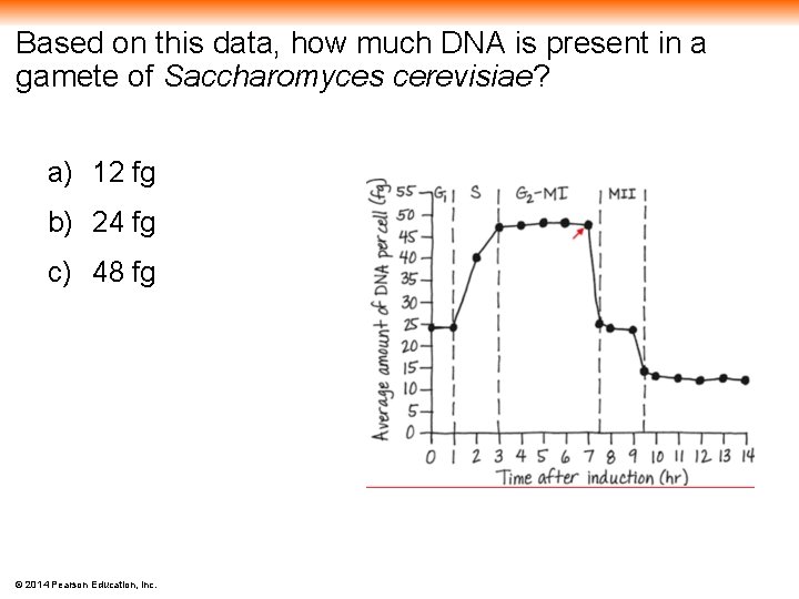 Based on this data, how much DNA is present in a gamete of Saccharomyces