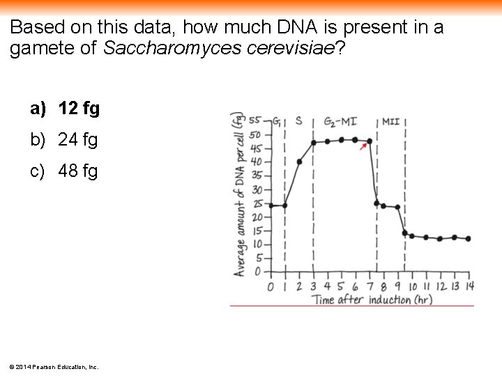 Based on this data, how much DNA is present in a gamete of Saccharomyces