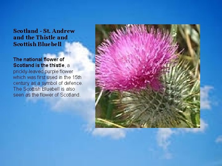 Scotland - St. Andrew and the Thistle and Scottish Bluebell The national flower of