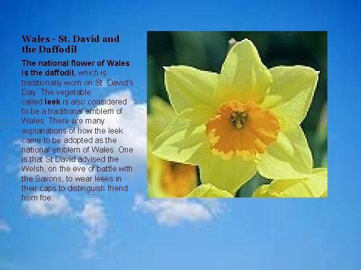 Wales - St. David and the Daffodil The national flower of Wales is the