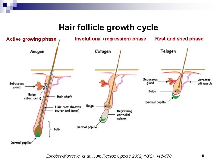 Hair follicle growth cycle Active growing phase Involutional (regression) phase Rest and shed phase