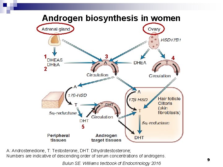 Androgen biosynthesis in women 1 3 4 2 5 A: Androstenedione, T: Testosterone, DHT: