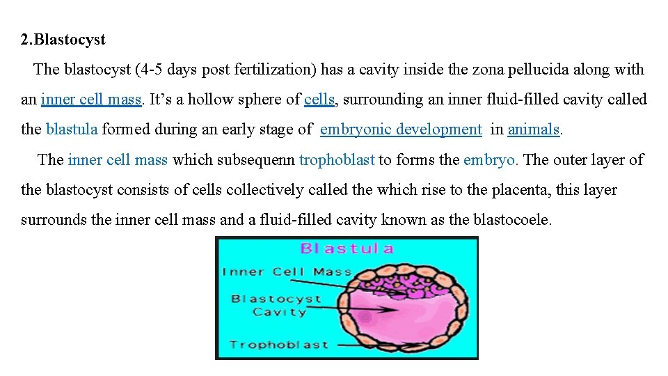 2. Blastocyst The blastocyst (4 -5 days post fertilization) has a cavity inside the