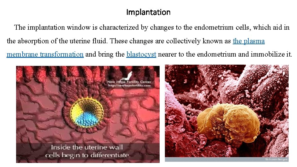 Implantation The implantation window is characterized by changes to the endometrium cells, which aid