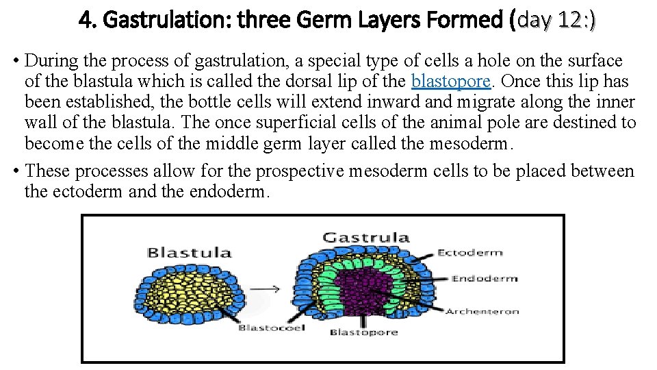 4. Gastrulation: three Germ Layers Formed (day 12: ) • During the process of
