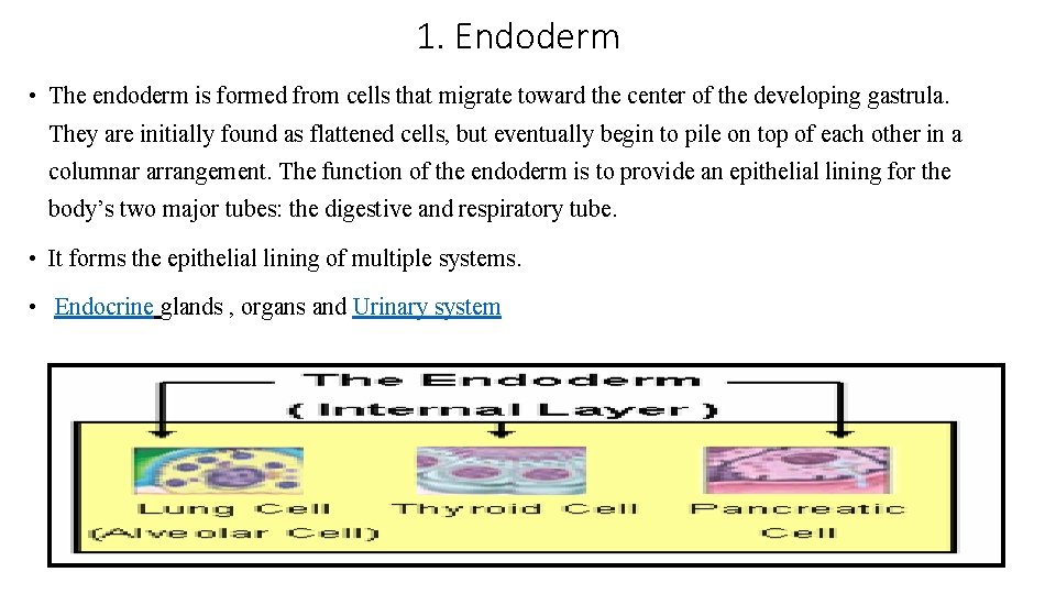 1. Endoderm • The endoderm is formed from cells that migrate toward the center