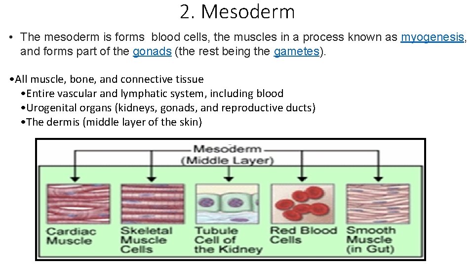 2. Mesoderm • The mesoderm is forms blood cells, the muscles in a process