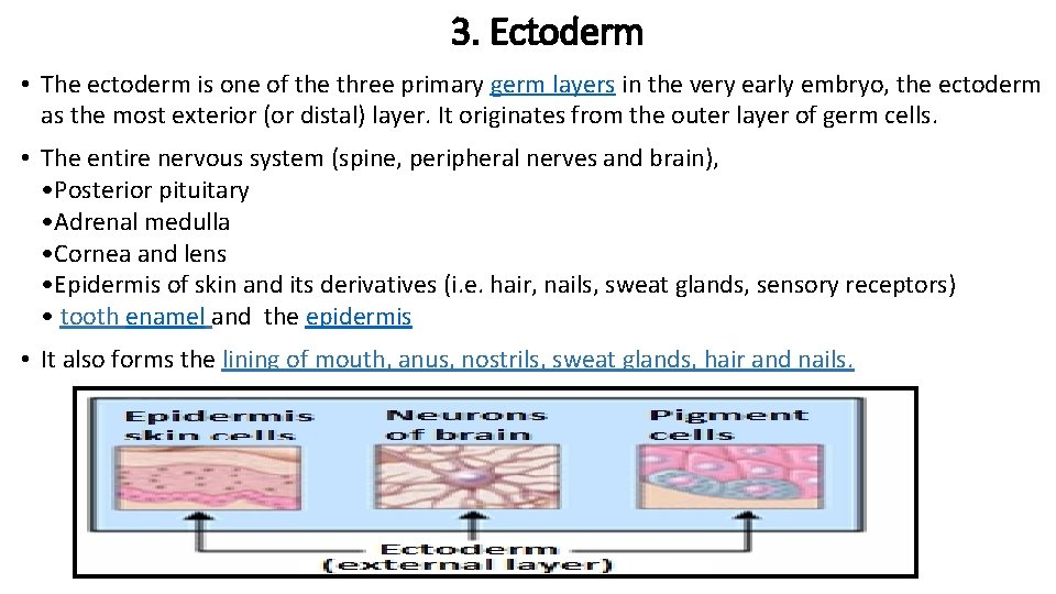 3. Ectoderm • The ectoderm is one of the three primary germ layers in