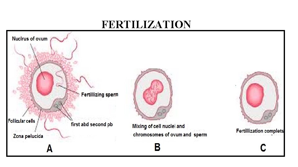 FERTILIZATION 