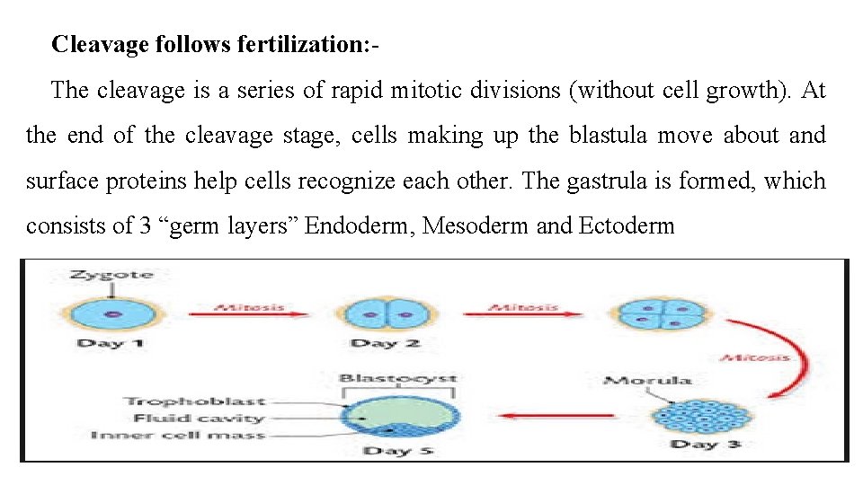  Cleavage follows fertilization: The cleavage is a series of rapid mitotic divisions (without